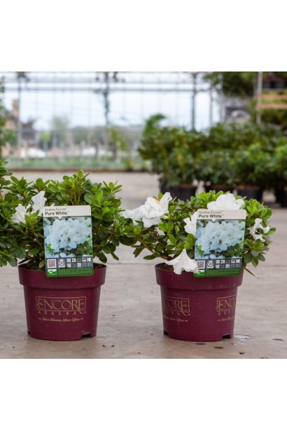 Рододендрон Pure White посадка